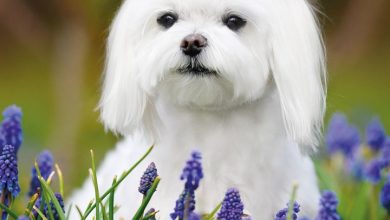 Maltese Calendar 2027