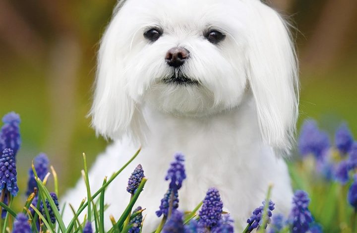 Maltese Calendar 2027