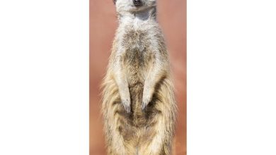 Meerkats Slim Calendar 2027