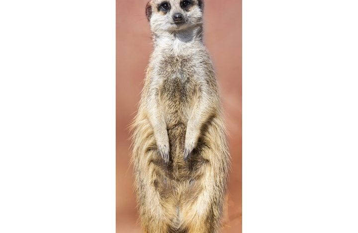Meerkats Slim Calendar 2027