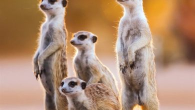 Meerkats Calendar 2027