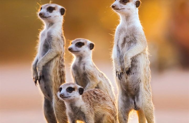 Meerkats Calendar 2027