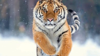 Tigers Calendar 2027