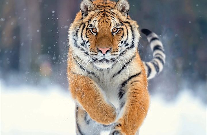 Tigers Calendar 2027