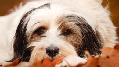 Tibetan Terrier Calendar 2027