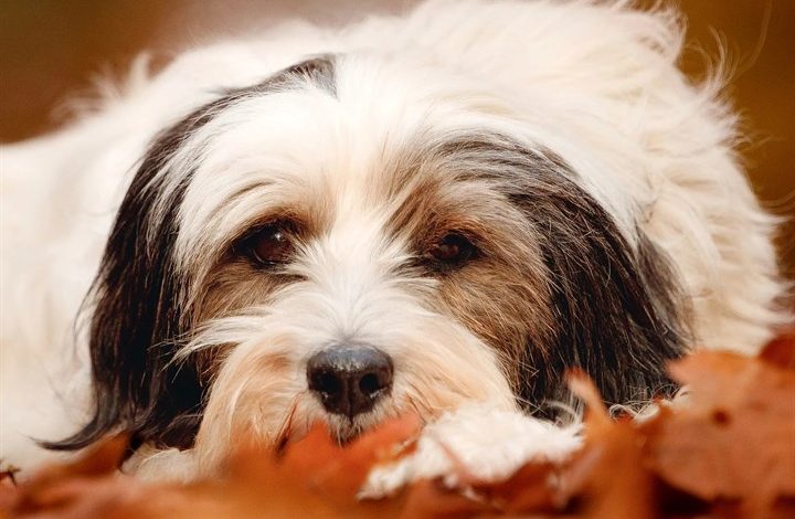Tibetan Terrier Calendar 2027