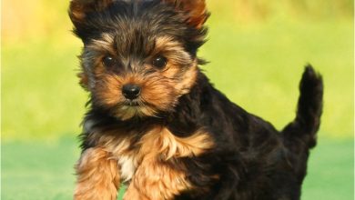 Yorkshire Terrier Puppies Mini Calendar 2027