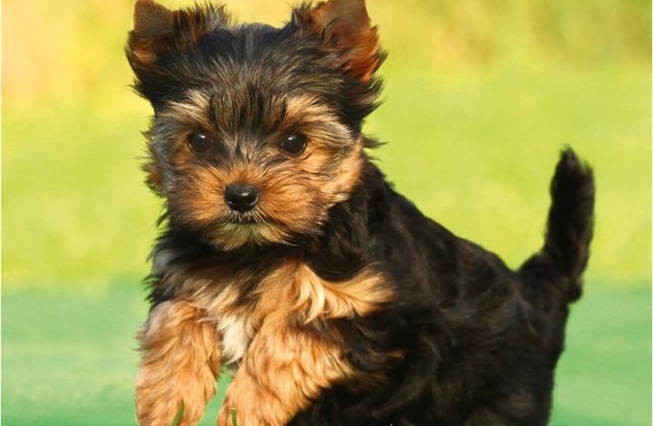 Yorkshire Terrier Puppies Mini Calendar 2027