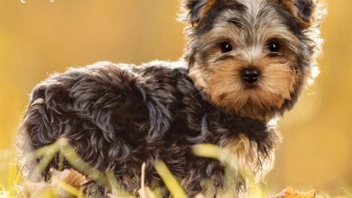 Yorkshire Terrier Puppies Calendar 2027