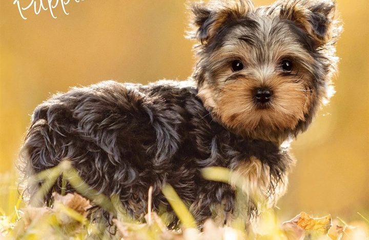Yorkshire Terrier Puppies Calendar 2027