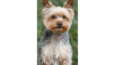 Yorkshire Terrier Slim Calendar 2027