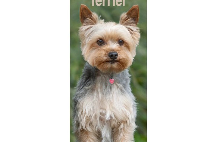 Yorkshire Terrier Slim Calendar 2027