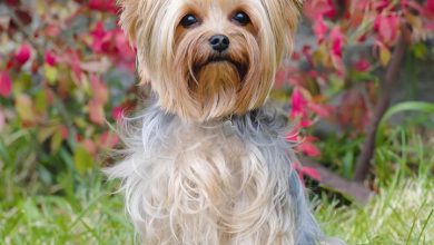 Yorkshire Terrier Calendar 2027