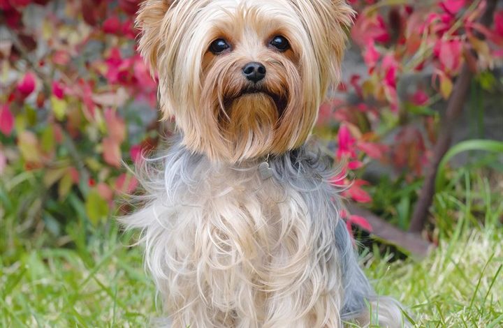 Yorkshire Terrier Calendar 2027