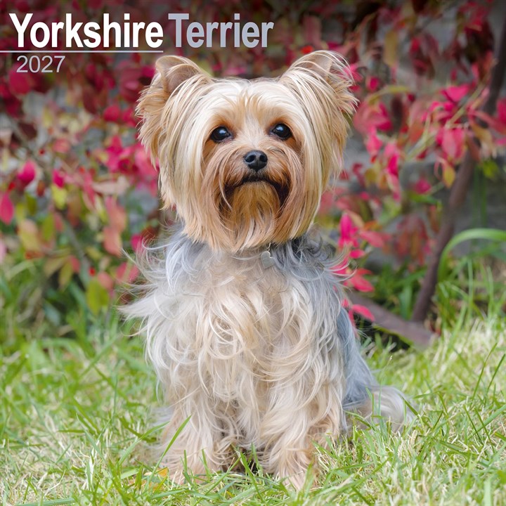 Yorkshire Terrier Calendar 2027