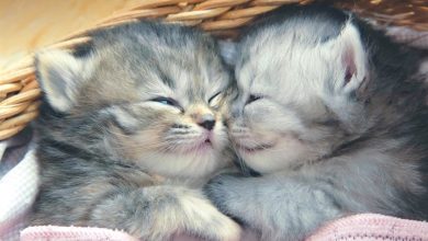 Kittens Calendar 2027