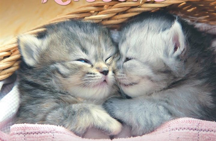 Kittens Calendar 2027