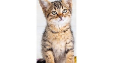 Kittens Slim Calendar 2027