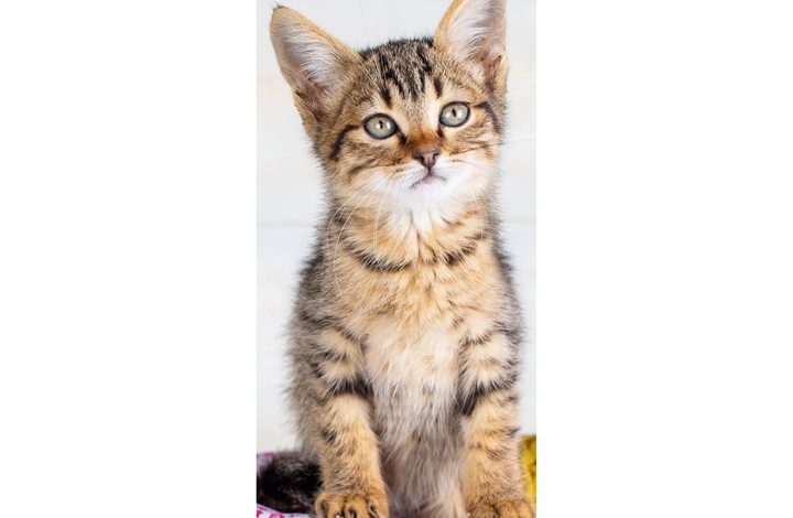 Kittens Slim Calendar 2027