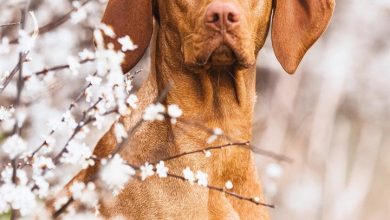Vizsla Calendar 2027