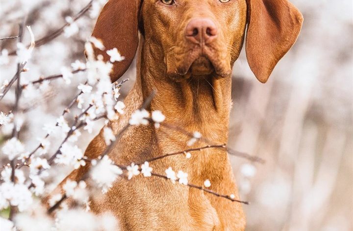 Vizsla Calendar 2027