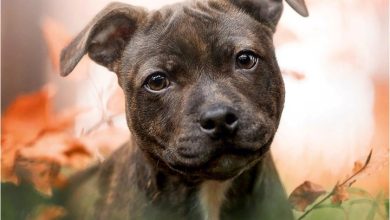 Staffordshire Bull Terrier Puppies Mini Calendar 2027