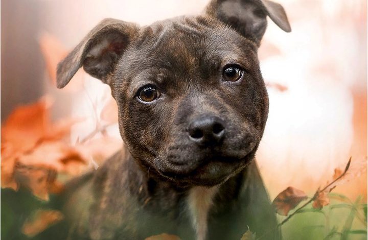 Staffordshire Bull Terrier Puppies Mini Calendar 2027