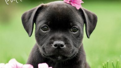 Staffordshire Bull Terrier Puppies Calendar 2027