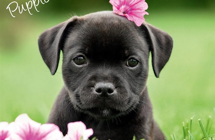 Staffordshire Bull Terrier Puppies Calendar 2027