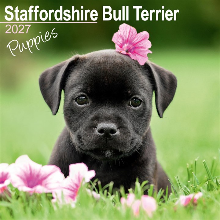 Staffordshire Bull Terrier Puppies Calendar 2027