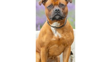 Staffordshire Bull Terrier Slim Calendar 2027