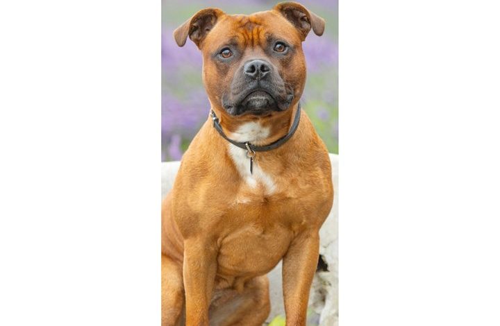 Staffordshire Bull Terrier Slim Calendar 2027
