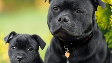 Staffordshire Bull Terrier Calendar 2027