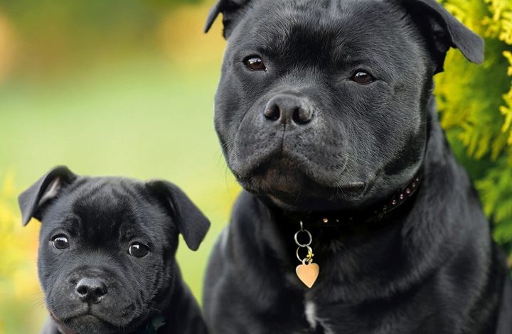 Staffordshire Bull Terrier Calendar 2027