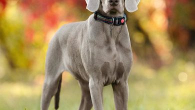 Weimaraner Calendar 2027