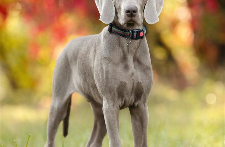 Weimaraner Calendar 2027