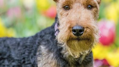 Welsh Terrier Calendar 2027