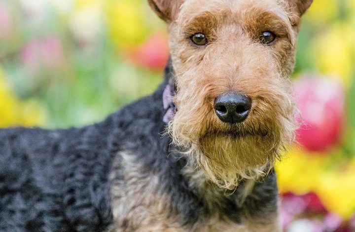 Welsh Terrier Calendar 2027
