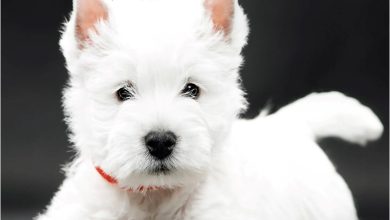 West Highland White Terrier Puppies Mini Calendar 2027