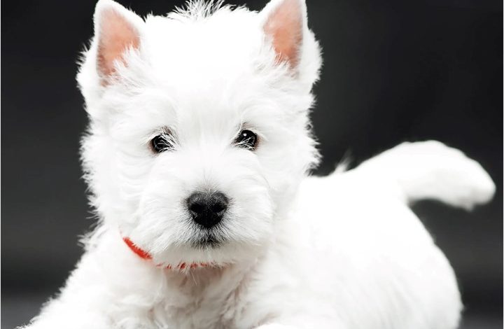 West Highland White Terrier Puppies Mini Calendar 2027