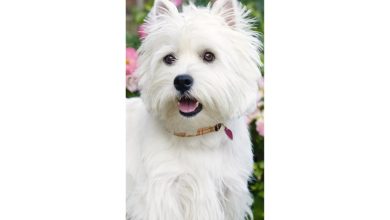 West Highland White Terrier Slim Calendar 2027