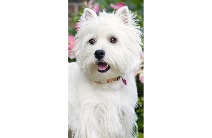 West Highland White Terrier Slim Calendar 2027