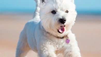 West Highland White Terrier Calendar 2027
