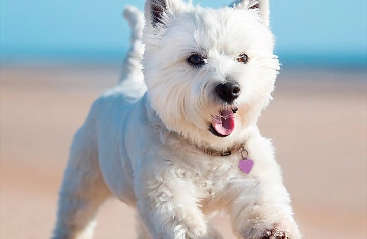 West Highland White Terrier Calendar 2027