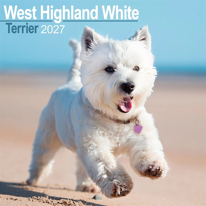 West Highland White Terrier Calendar 2027