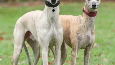 Whippet Calendar 2027