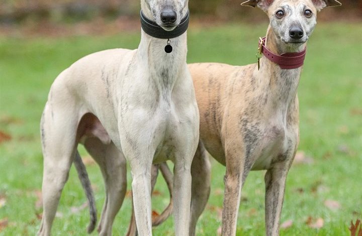 Whippet Calendar 2027