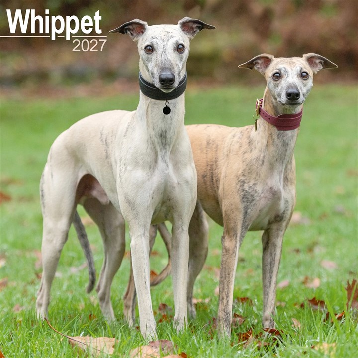 Whippet Calendar 2027