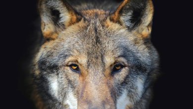 Wolves Calendar 2027
