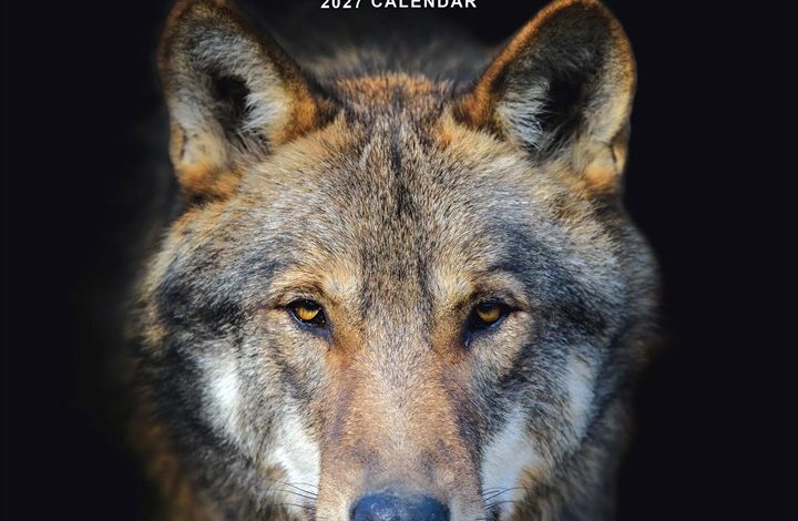 Wolves Calendar 2027